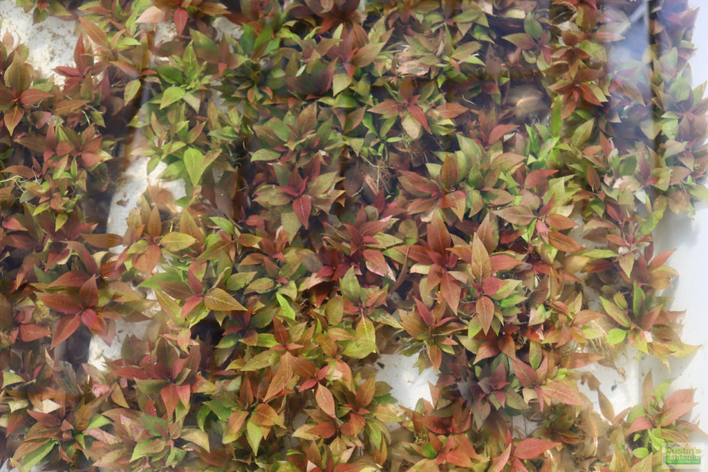 Hygrophila Corymbosa Compacta_super seasy low light foreground aquarium plant_aquarium plants for sale
