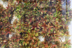 Hygrophila Corymbosa Compacta_super seasy low light foreground aquarium plant_aquarium plants for sale