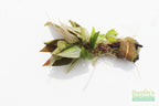 Hygrophila Corymbosa Compacta_super seasy low light foreground aquarium plant_aquarium plants for sale