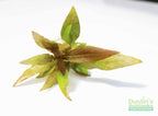 Hygrophila Corymbosa Compacta_super seasy low light foreground aquarium plant_aquarium plants for sale