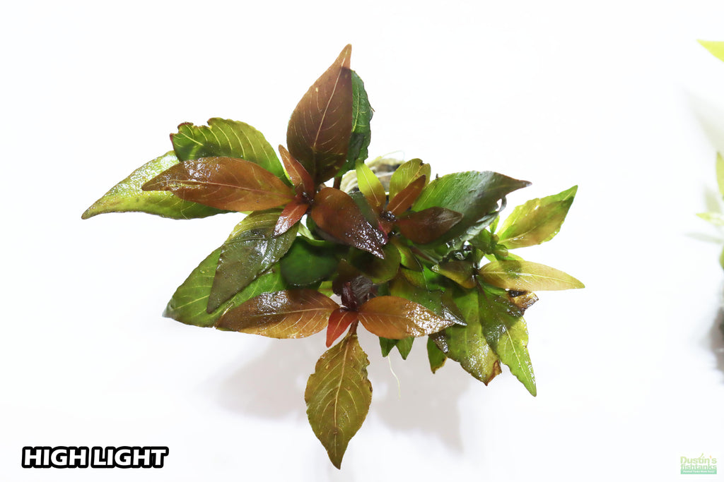 Hygrophila Corymbosa Compacta_super seasy low light foreground aquarium plant_aquarium plants for sale
