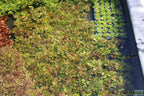 Potted Hygrophila Corymbosa Compacta Aquarium Plant product image 50