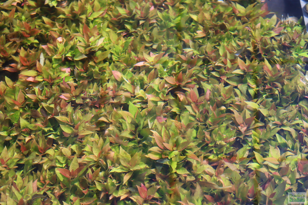 Potted Hygrophila Corymbosa Compacta Aquarium Plant product image 51