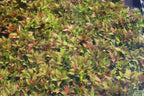 Potted Hygrophila Corymbosa Compacta Aquarium Plant product image 51