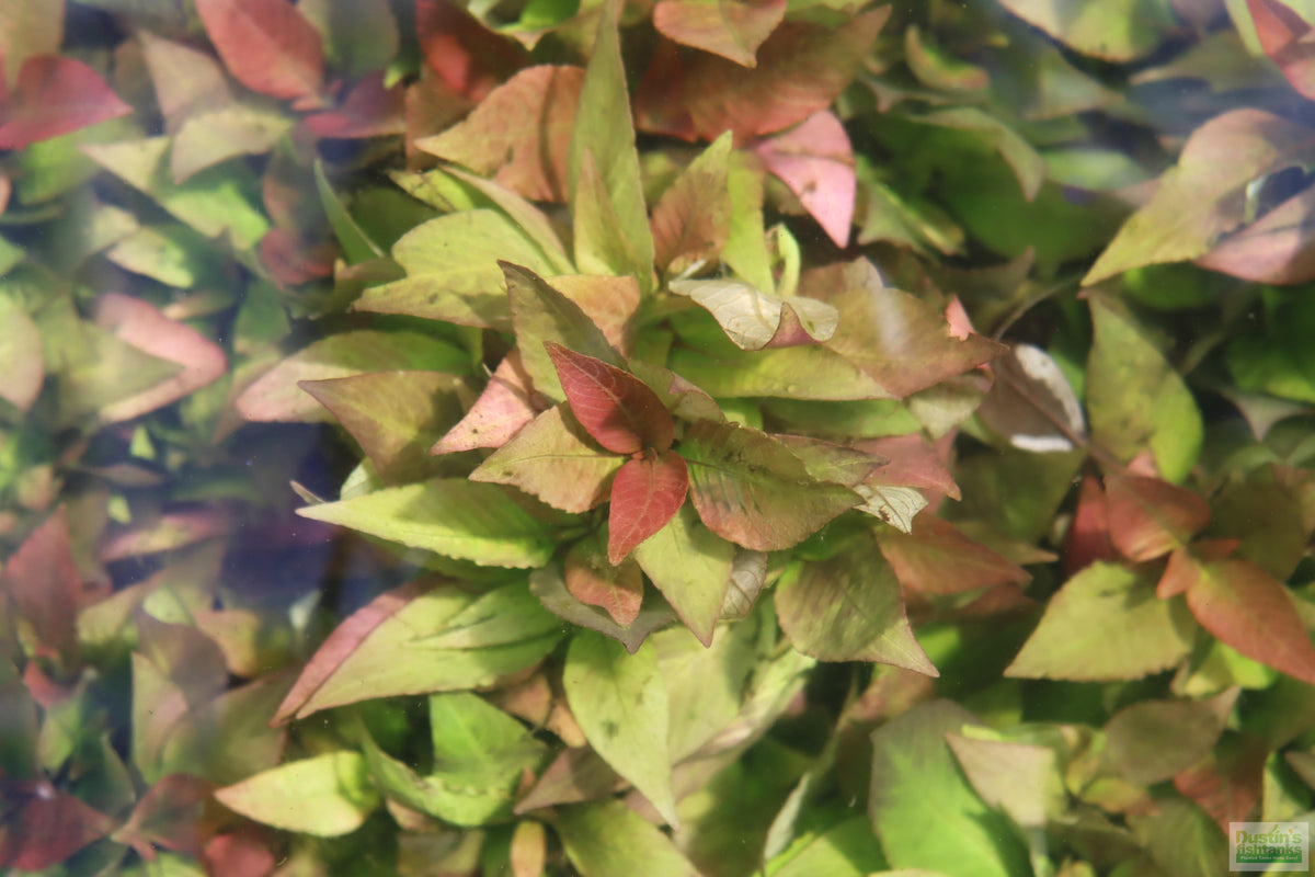 Potted Hygrophila Corymbosa Compacta Aquarium Plant product image 52