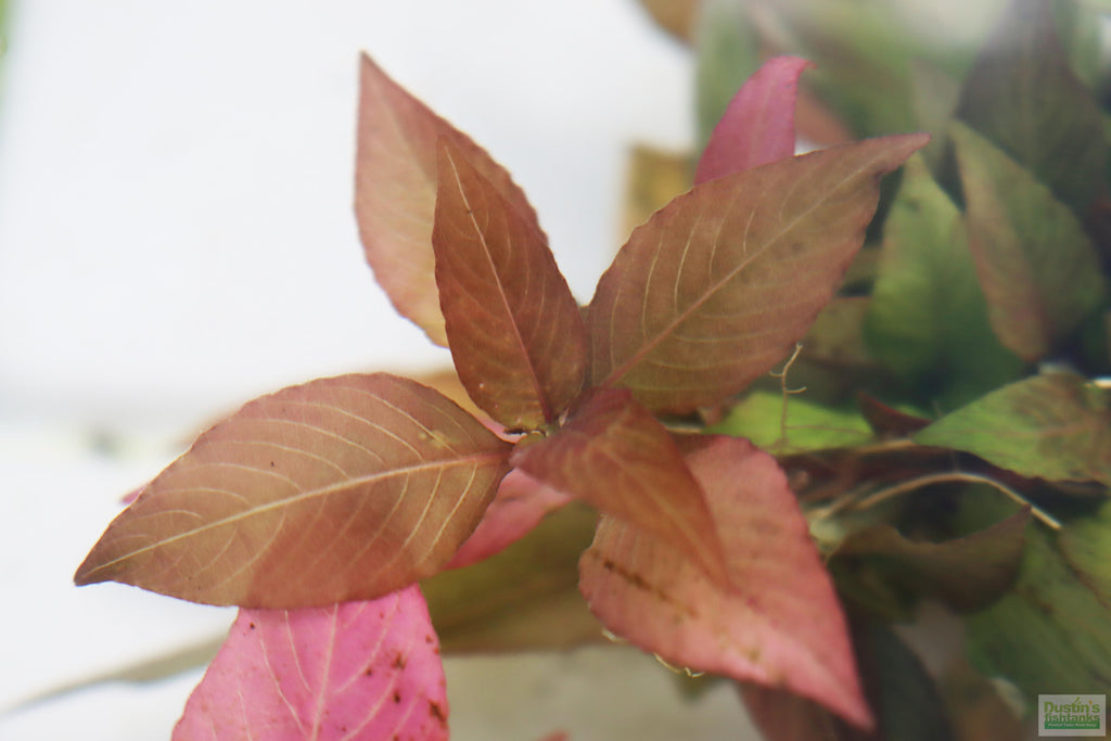 Potted Hygrophila Corymbosa Compacta Aquarium Plant product image 53