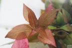 Potted Hygrophila Corymbosa Compacta Aquarium Plant product image 53