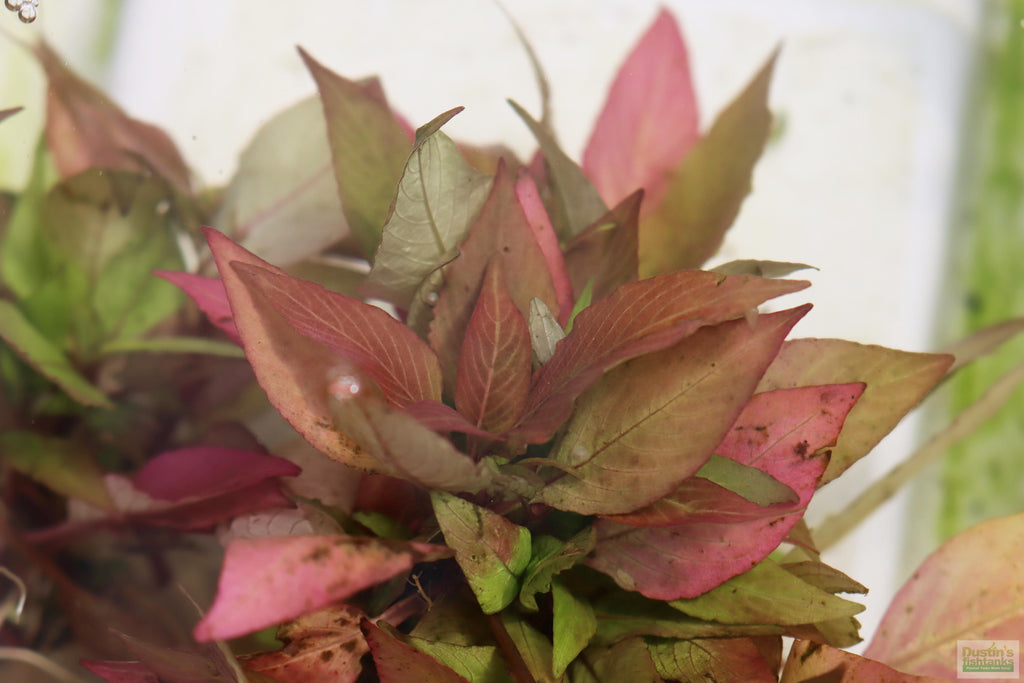 Potted Hygrophila Corymbosa Compacta Aquarium Plant product image 54