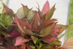 Potted Hygrophila Corymbosa Compacta Aquarium Plant product image 54