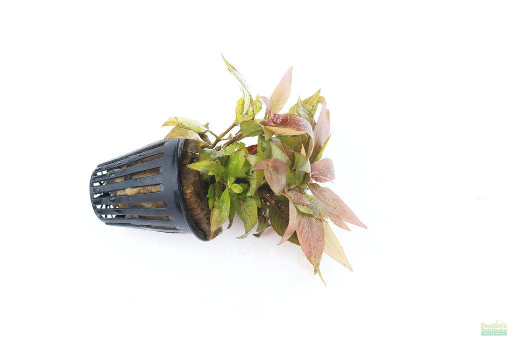 Hygrophila Corymbosa Compacta_super easy low light foreground aquarium plant_aquarium plants for sale