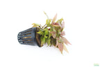 Hygrophila Corymbosa Compacta_super easy low light foreground aquarium plant_aquarium plants for sale