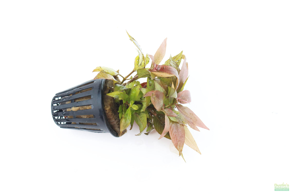 Hygrophila Corymbosa Compacta_super easy low light foreground aquarium plant_aquarium plants for sale