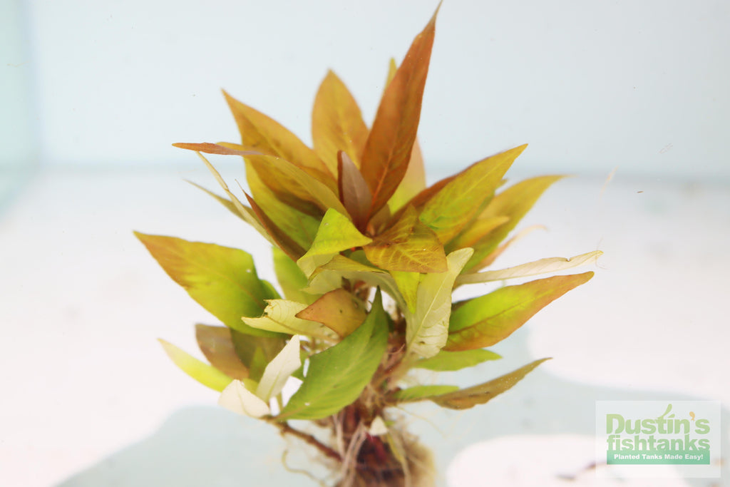 Potted Hygrophila Corymbosa Compacta Aquarium Plant, Default Title