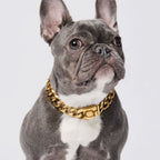 Dog Chain Collar product image 1
