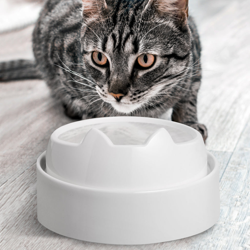 Elevated Cat Food Table product image 5