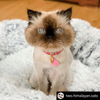 Orthopedic Pet Bed product image 8