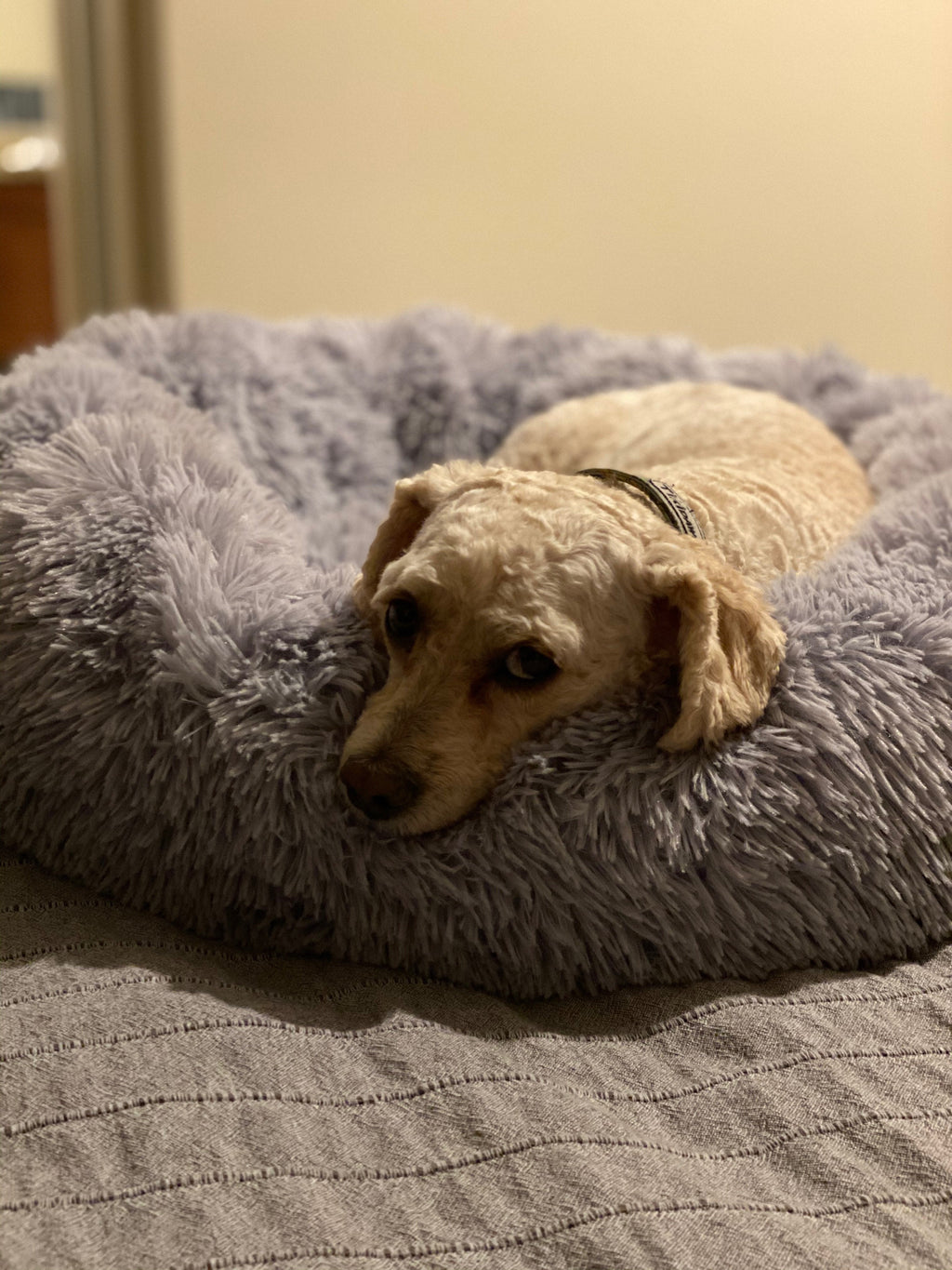 Orthopedic Pet Bed product image 13