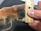 Dog Boot Set product image 4