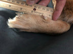 Dog Boot Set product image 5