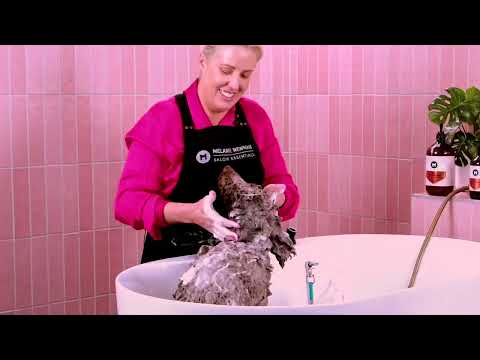 Gentle Dog Shampoo product image 6