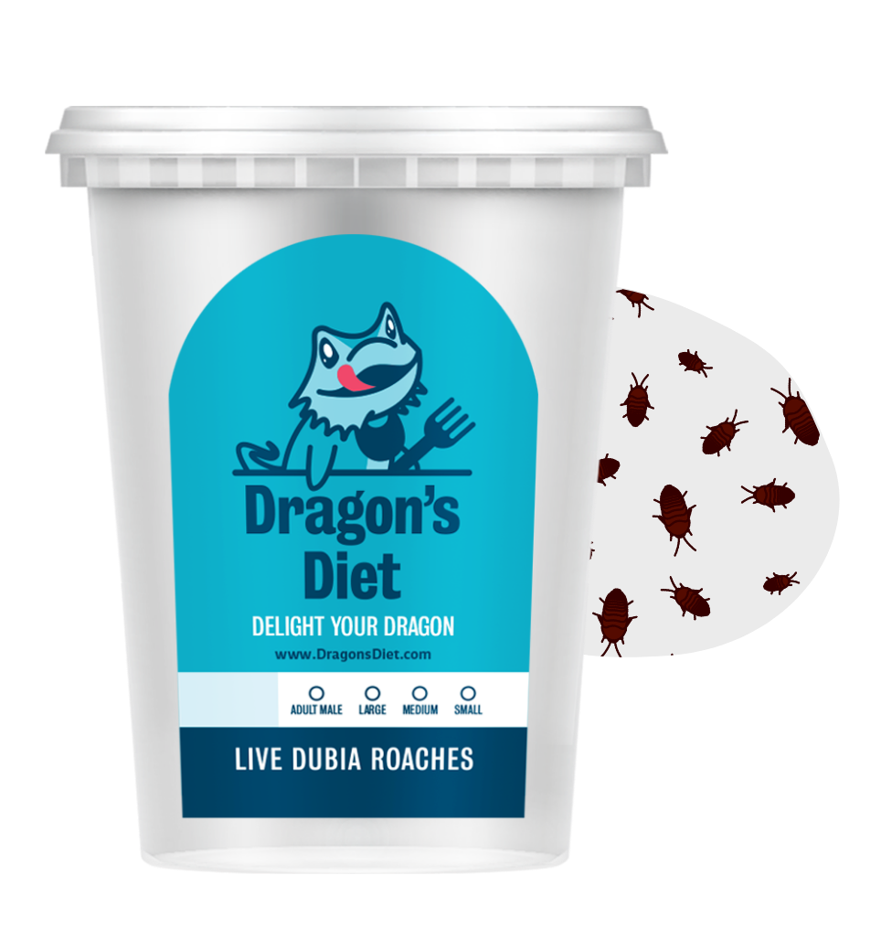 Live Gut-Loaded Dubia Roach Feeders product image 1