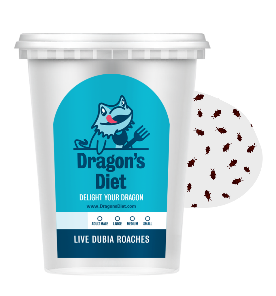 Live Gut-Loaded Dubia Roach Feeders product image 2