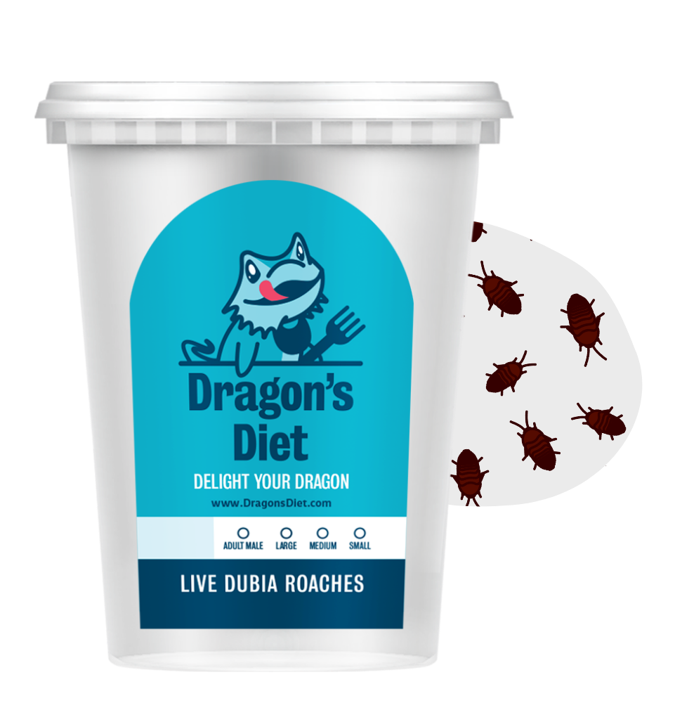 Live Gut-Loaded Dubia Roach Feeders product image 3