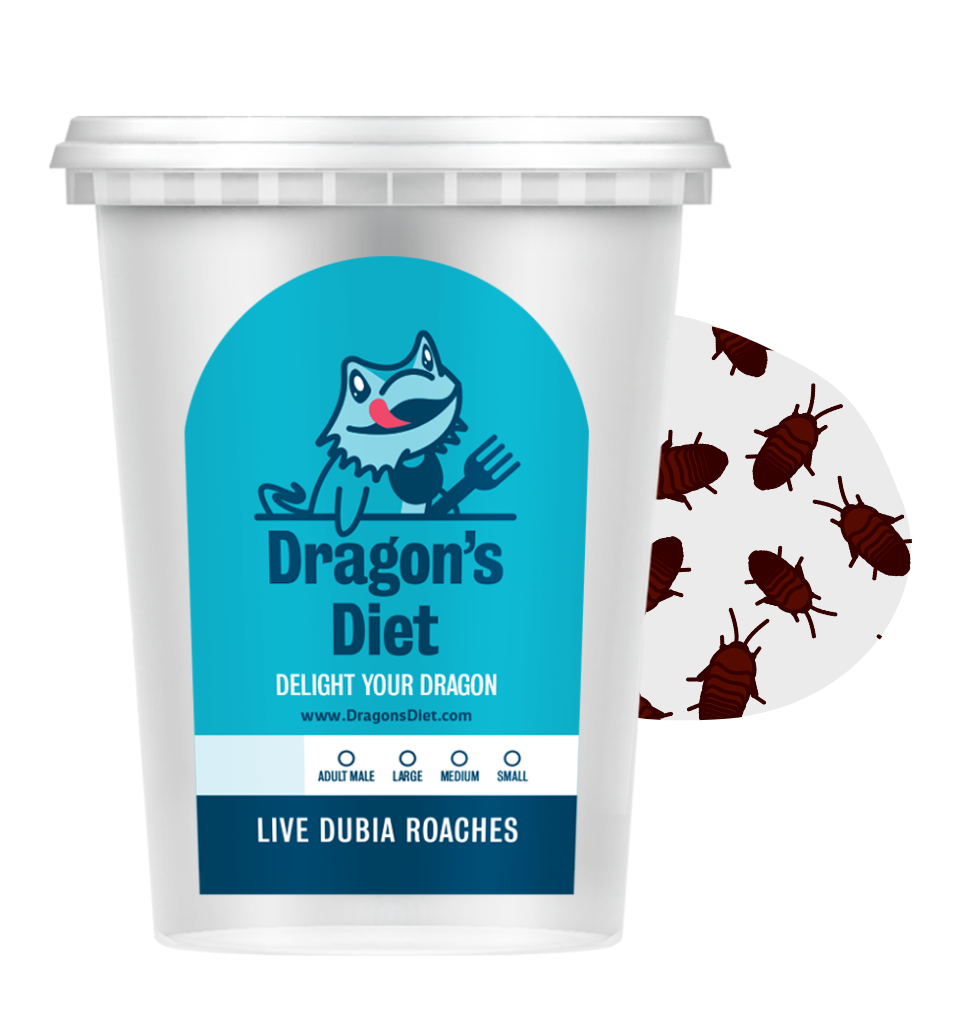 Live Gut-Loaded Dubia Roach Feeders product image 5