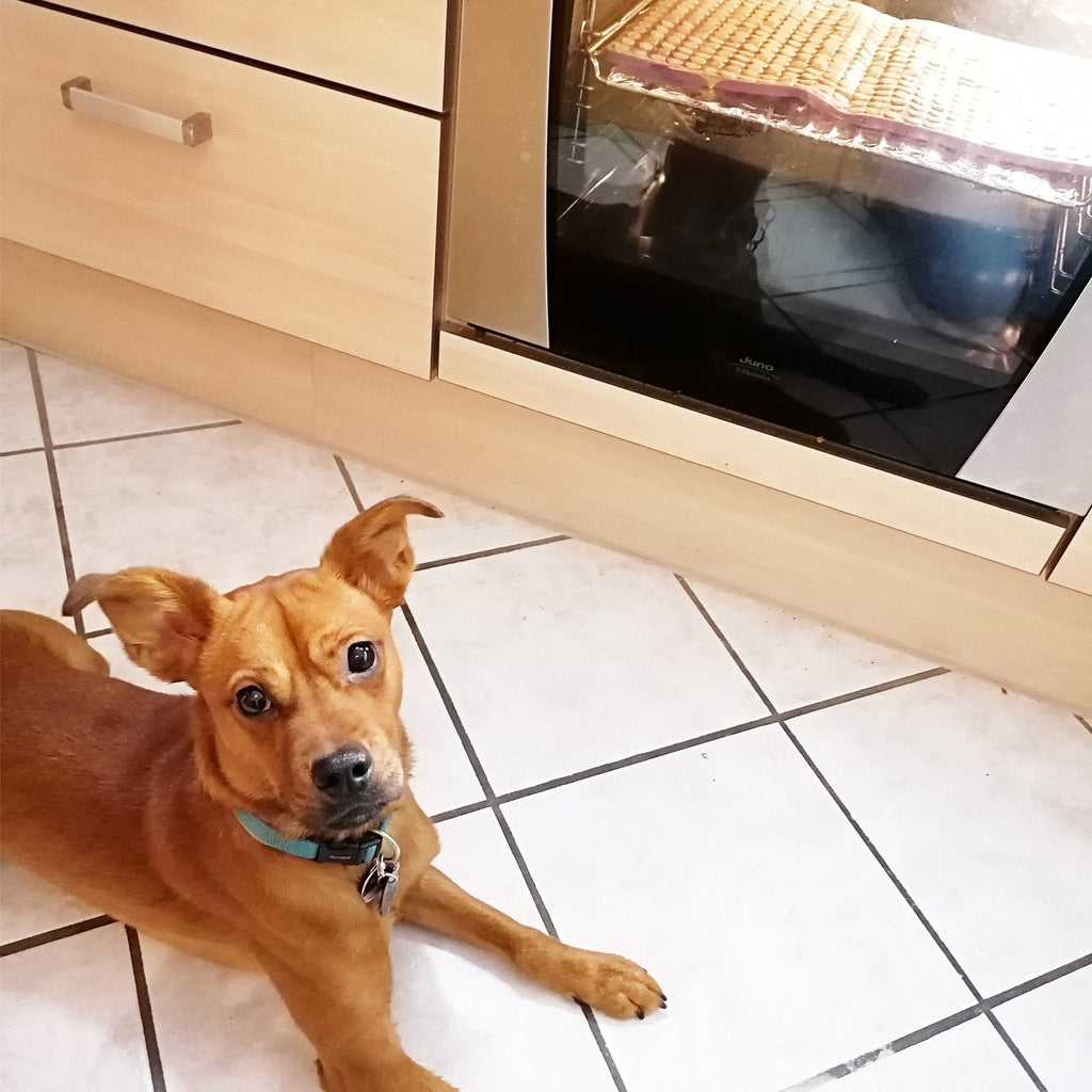 Silicone Dog Treat Baking Mat product image 90