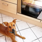 Silicone Dog Treat Baking Mat product image 90