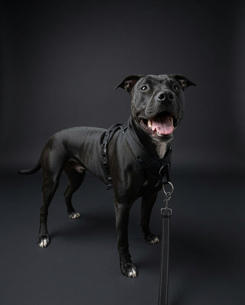 No-Pull Dog Harness product image 4