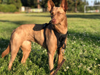 No-Pull Dog Harness product image 5