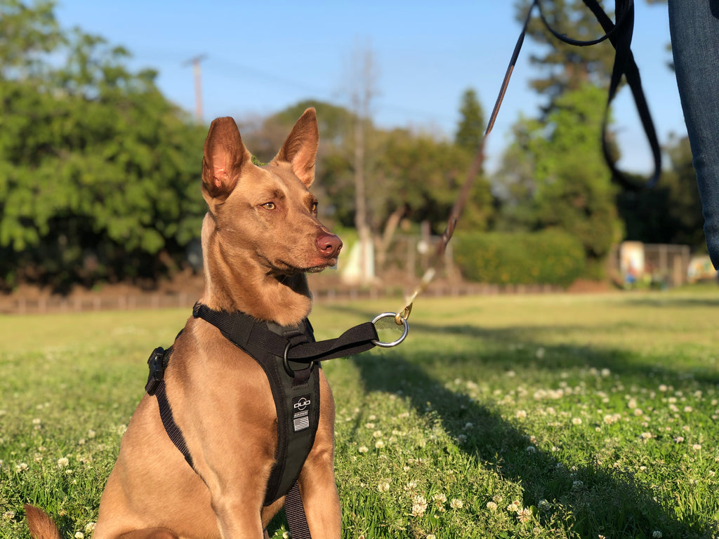 No-Pull Dog Harness product image 6