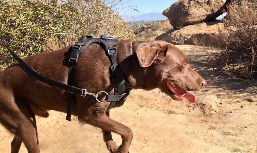 No-Pull Dog Harness product image 10