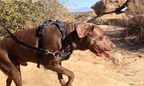 No-Pull Dog Harness product image 10