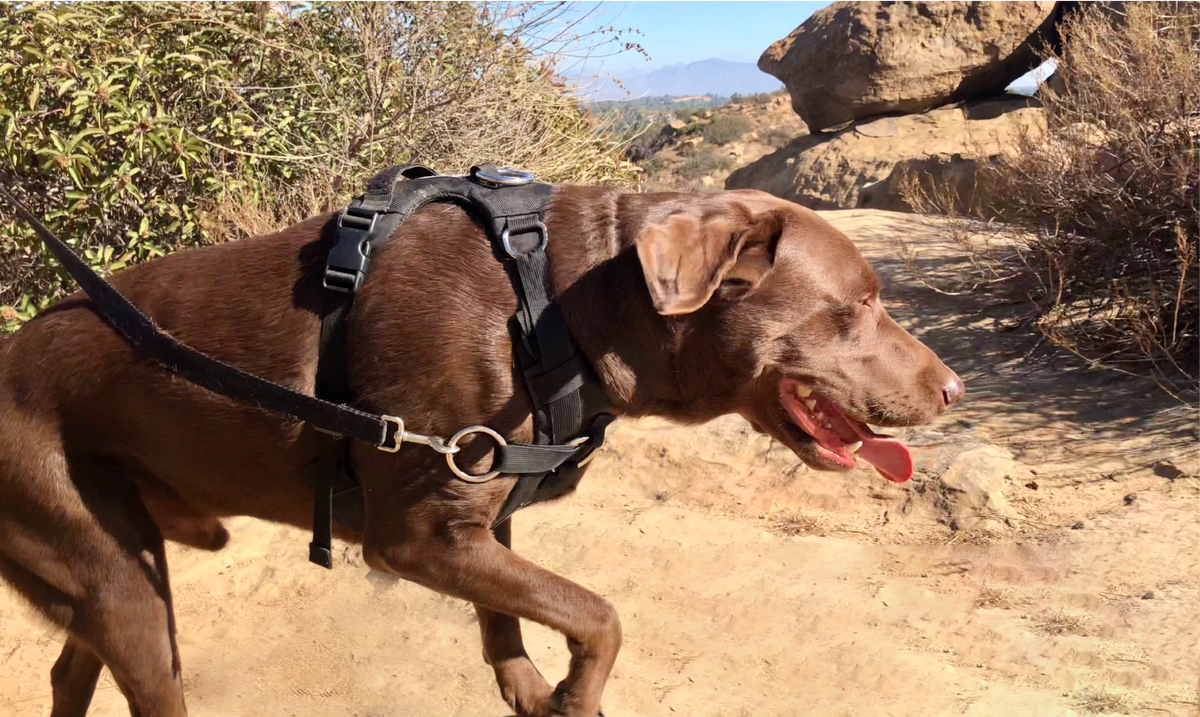 No-Pull Dog Harness product image 10