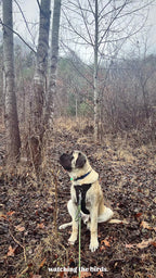 No-Pull Dog Harness product image 11