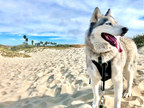 No-Pull Dog Harness product image 12