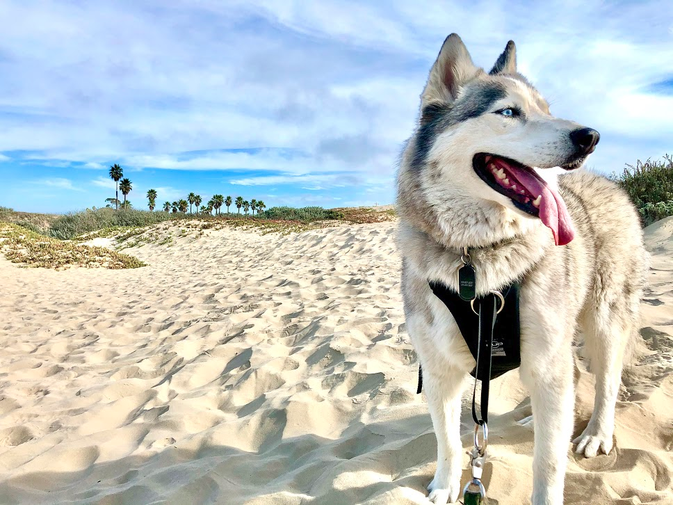 No-Pull Dog Harness product image 12