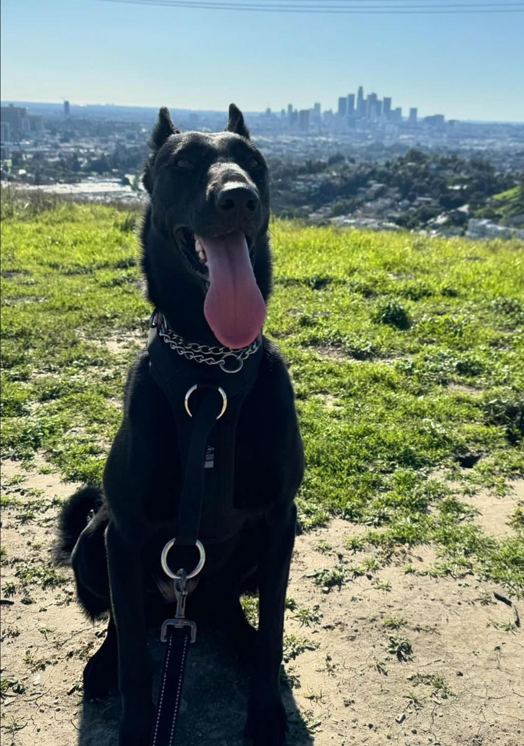 No-Pull Dog Harness product image 13