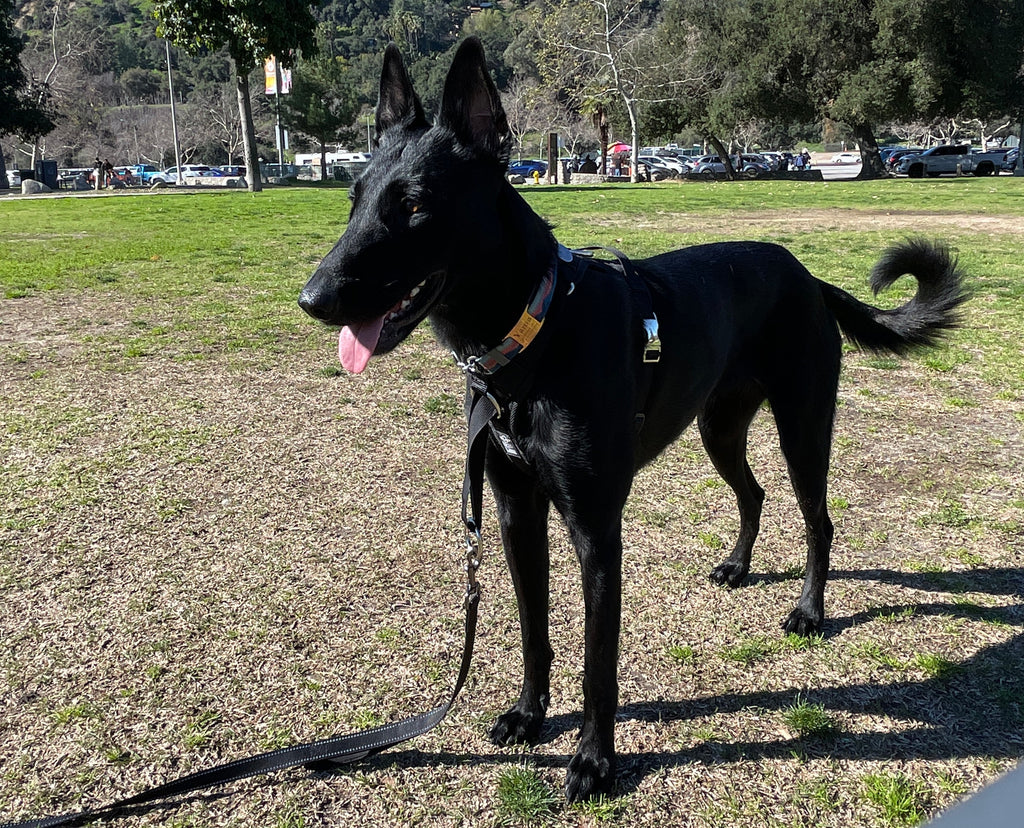 No-Pull Dog Harness product image 14