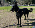 No-Pull Dog Harness product image 14
