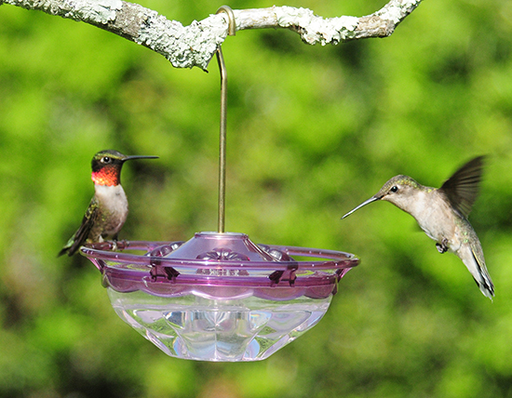 Hummingbird Feeder product image 1