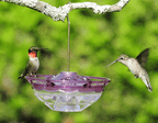 Hummingbird Feeder product image 2