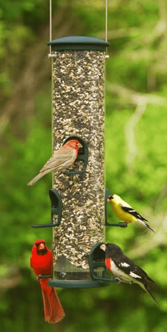 Bird Tube Feeder product image 3
