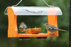 Oriole Bird Feeder product image 2