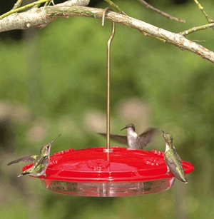 Hummingbird Feeder product image 4