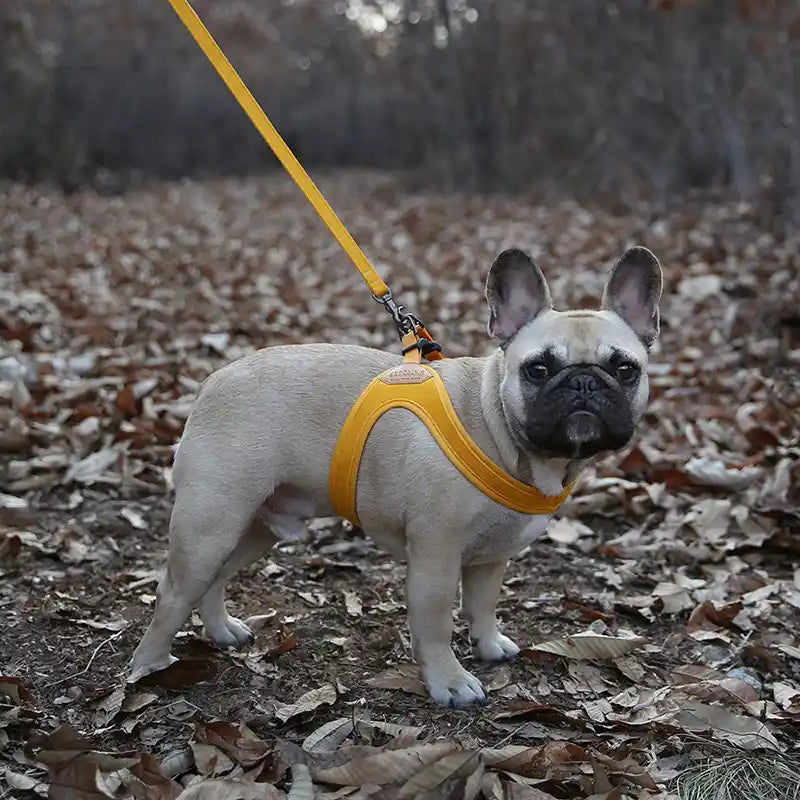 frenchie wearing yellow charlie's backyard easy buckle dog harness