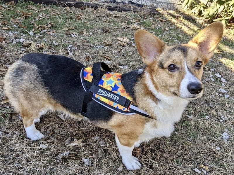 Dog Harness product image 1