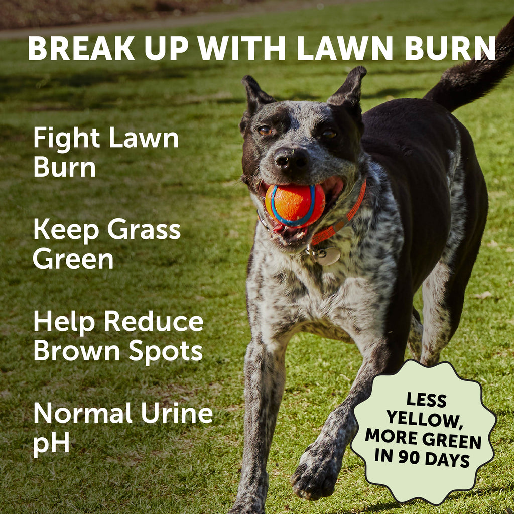 Dog Digestive Supplements product image 2